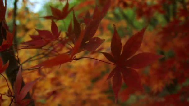 Őszi erdei kerti fák levél — Stock videók