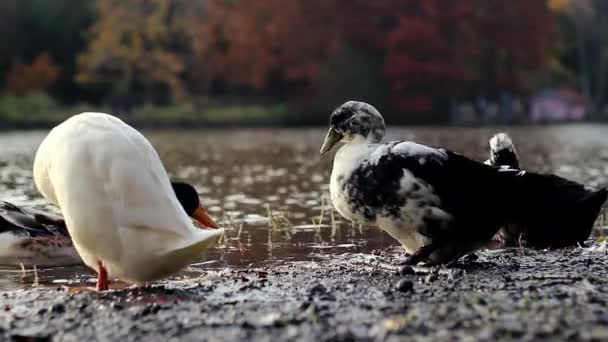 Patos costa lago em dias ensolarados de outono — Vídeo de Stock