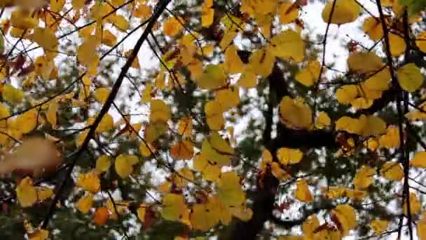 秋天森林景观树木叶子 — 图库视频影像