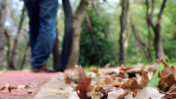 Spacer po lesie, koncepcja jesienna — Wideo stockowe
