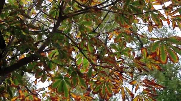 Autumn forest garden trees leaf — Stock Video