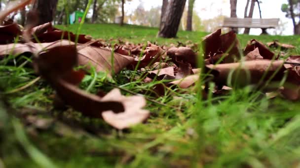 Autumn forest park landscape trees leaf — Stock Video