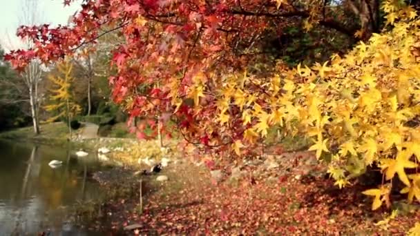 Koncepcja jesiennych liści — Wideo stockowe