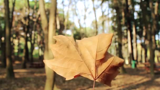 秋の森の風景木 — ストック動画