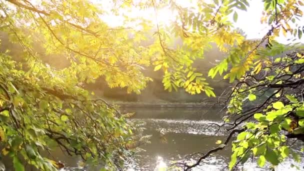 紅葉公園庭園景観木の葉 — ストック動画