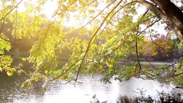 Automne forêt paysage arbres feuille — Video