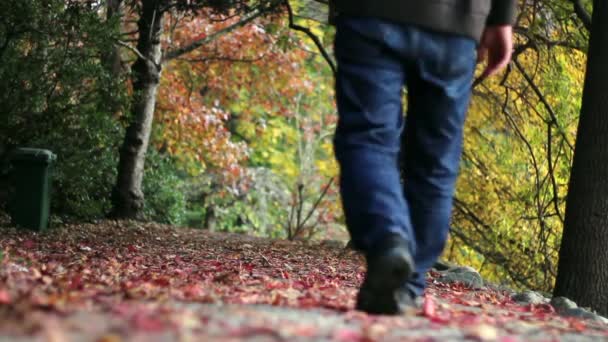 Caminar en el bosque de otoño parque — Vídeo de stock