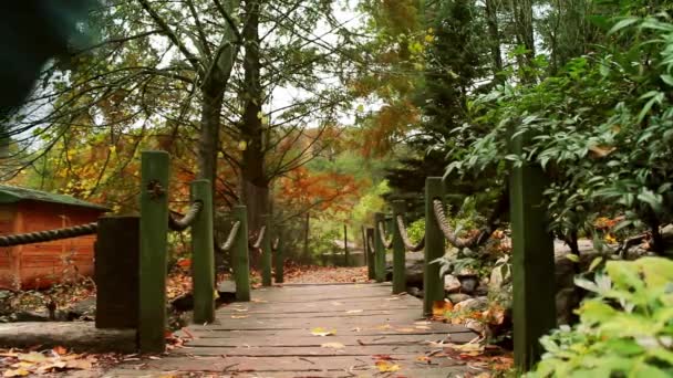 公園の森の中を歩く、旅行秋のコンセプト — ストック動画
