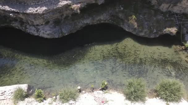 Natural trout pond swirling fish — Stock Video