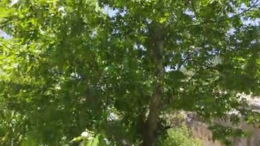 Sycamore ağacı yükselen drone ormanı