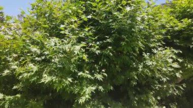 Sycamore ağacı yansıması Yazın kayalık yeşil