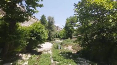 Sycamore ağaçları akan yeşil hava