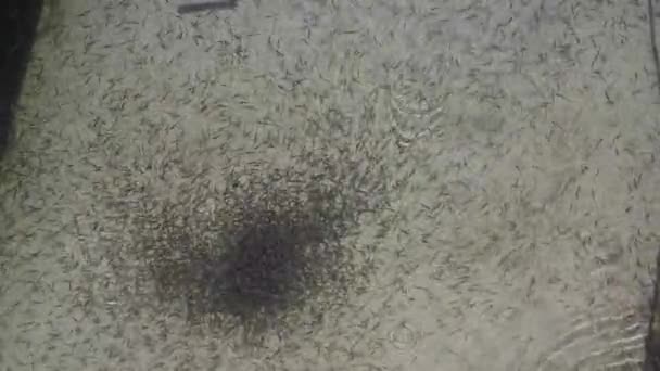 Babyfische bewegen Teich-Drohne — Stockvideo