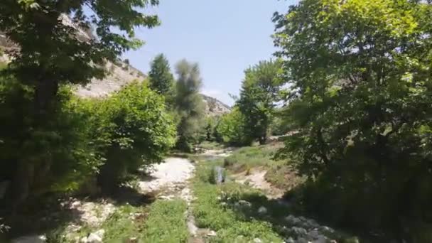 Sycamore árvores que fluem fluxo de ar verde — Vídeo de Stock