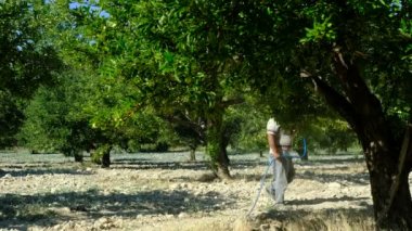 Yaşlı adam elma ağaçları püskürtür.