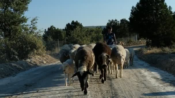 Pastor pastoreio ovelhas — Vídeo de Stock