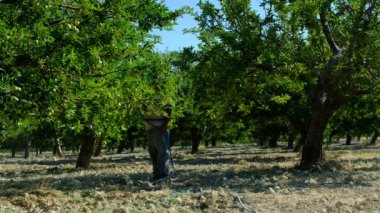 İnsanlar ağaçları ilaçlıyor.