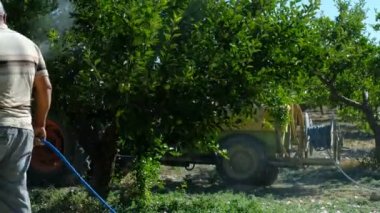 Yetişkin Adam ağaçları ilaçlıyor.