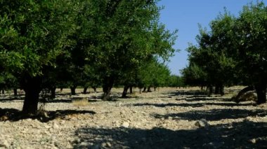 İnsan elma bahçesine ilaç püskürtür.