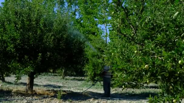 Homem pulveriza árvores — Vídeo de Stock