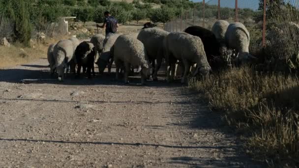 羊を運ぶ羊飼い — ストック動画