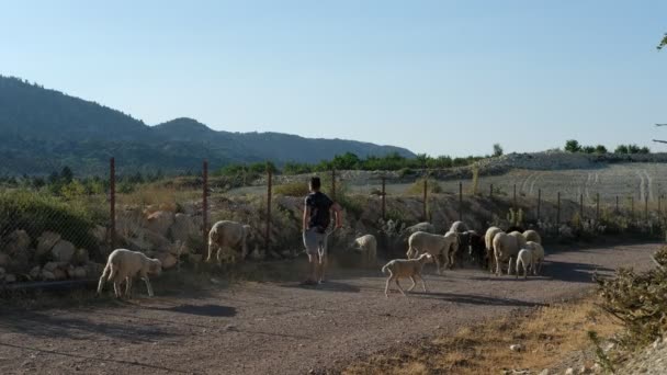 Fiatal pásztor legelő juhok — Stock videók