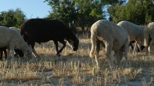 Champ de pâturage des moutons — Video