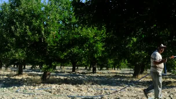 Hombre rocía jardín medicina — Vídeos de Stock