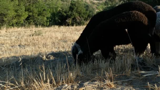 Champ de pâturage des brebis — Video