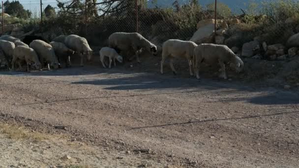羊を運ぶ羊飼い — ストック動画