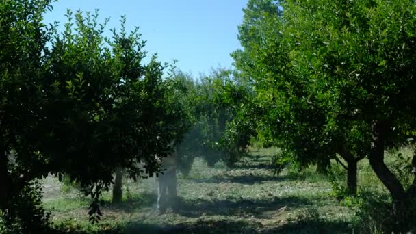 成年男子喷洒苹果树 — 图库视频影像