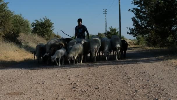 Jonge herder draagt schapen — Stockvideo