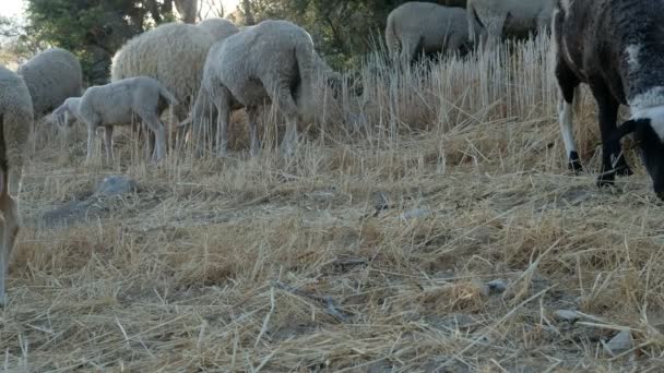 Campo de pastoreo de ovejas de oveja — Vídeos de Stock