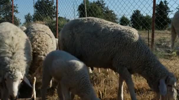 Shepman nese ovce — Stock video