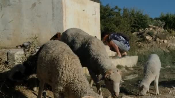Sheep drinking water — Stock Video
