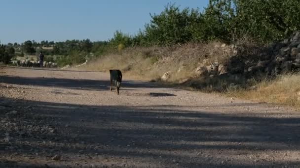 Perro caminando campo vacío — Vídeos de Stock