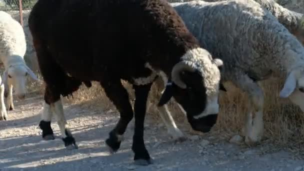 Shepman transportando ovelhas — Vídeo de Stock