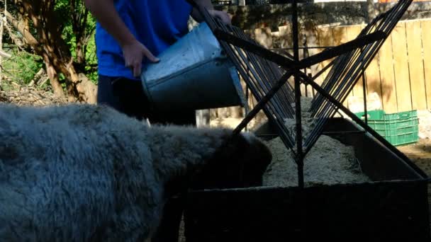 Ovelhas comendo feno Fazenda animal — Vídeo de Stock