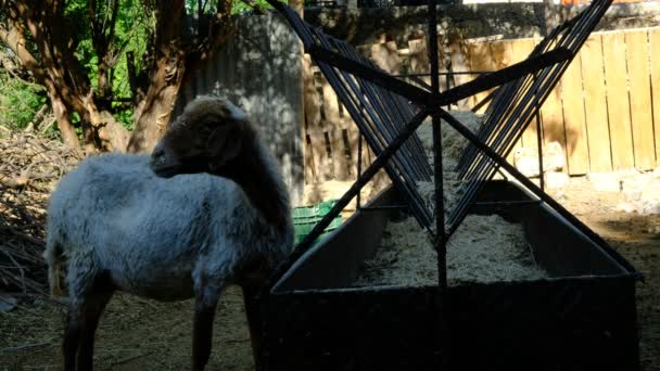 Schapen eten hooi Dierenboerderij — Stockvideo