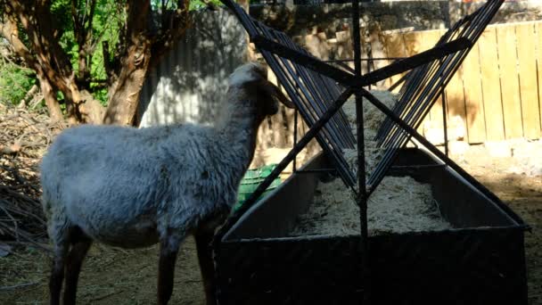 Ovelhas comendo feno Fazenda animal — Vídeo de Stock