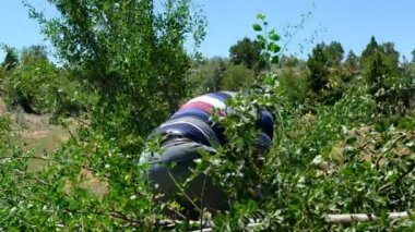 Testereyle odun kesen adam