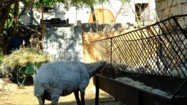 Genç adam çimen koyunu veriyor