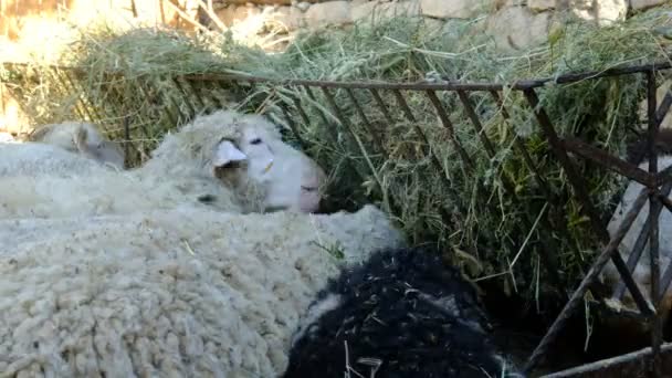 Ovejas comiendo hierba amarilla — Vídeo de stock