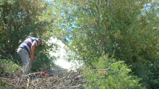 Homme coupant du bois avec tronçonneuse forêt — Video