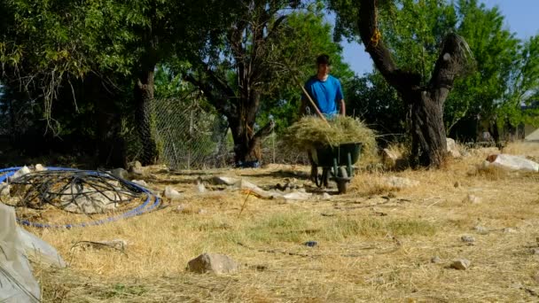 Gardener loading weed into wheelbarrow — Stock Video