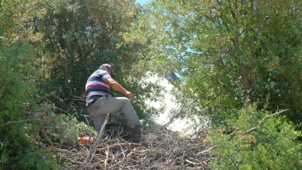 Homme coupant du bois avec tronçonneuse jardin — Video