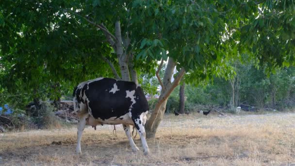 गाय बंधे हुए पेड़ — स्टॉक वीडियो
