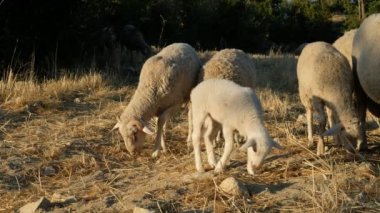 Koyun Otlatma Alanı