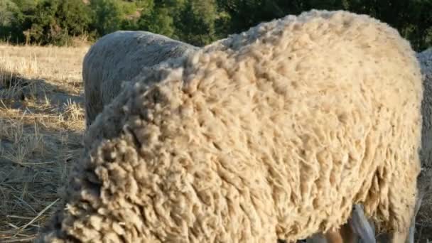 Campo de pastoreo de ovejas — Vídeos de Stock