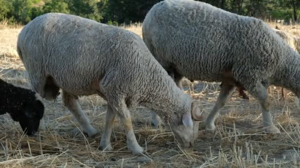 Campo de pastagem de ovelhas — Vídeo de Stock